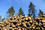 Set up a Company in the Forestry Sector